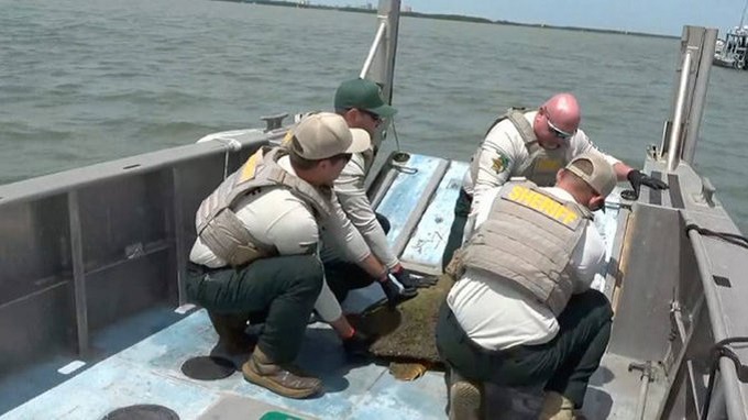 Cuatro policías tuvieron que auxiliar a una tortuga marina  en playa de Florida