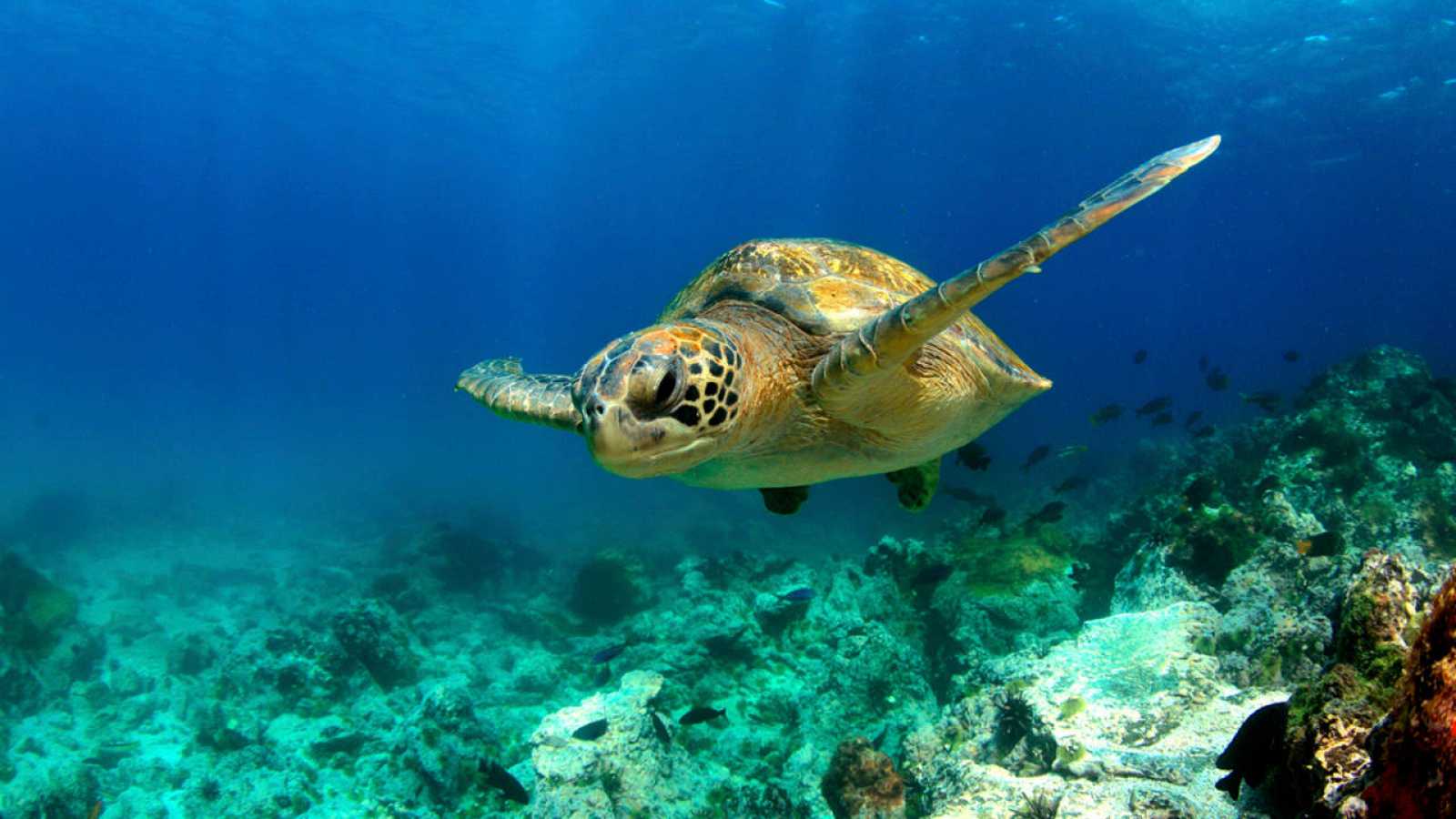 Cambio climático afecta el género de las tortugas marinas en Florida