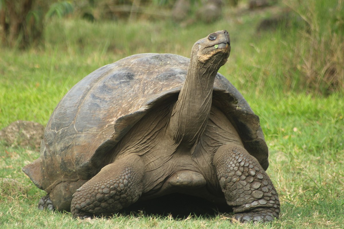 ¡Sorprendente! Confirman hallazgo en Ecuador de tortuga que se creía extinta hace 100 años