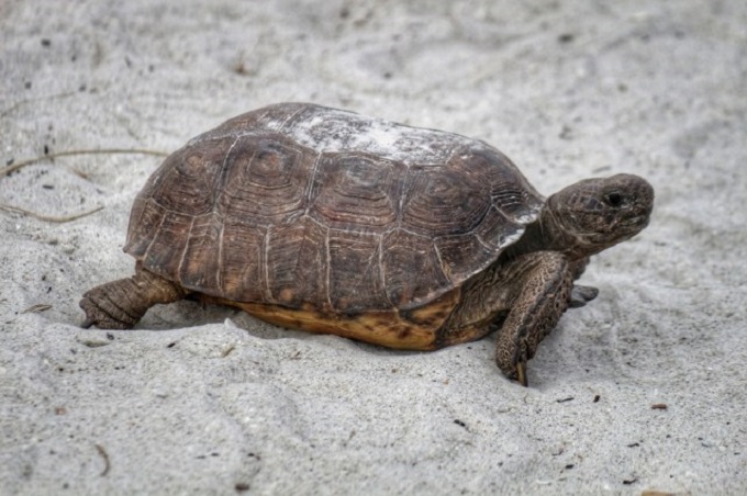 Hombre deberá pagar una condena por tráfico ilegal de tortugas de Florida
