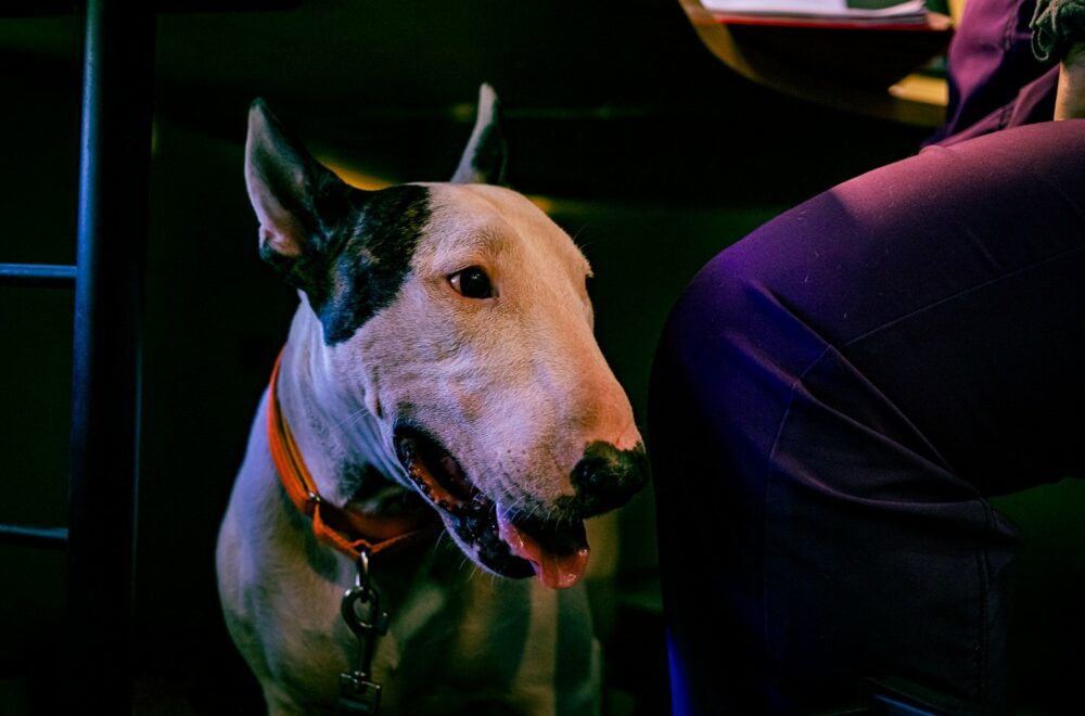 Perro rescatado durante huracán Milton en Florida inspira ley de protección de mascotas