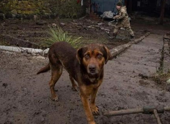 Animales también son víctimas del conflicto armado en Ucrania