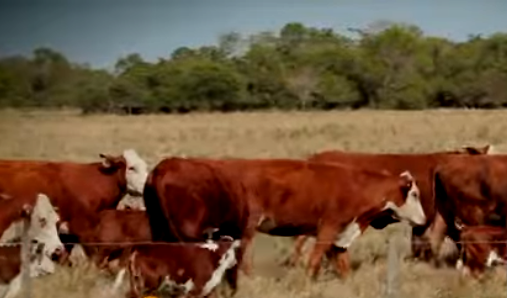 Brasil detecta 2 casos de ‘vacas locas’