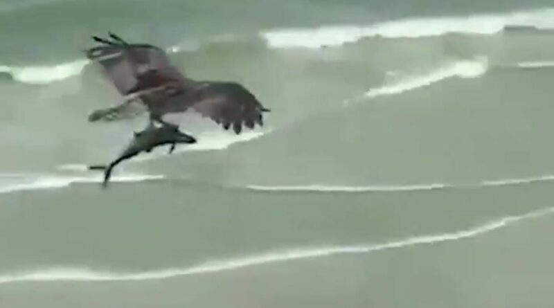 Águila atrapó un tiburón con sus garras y se lo llevó +Vídeo viral