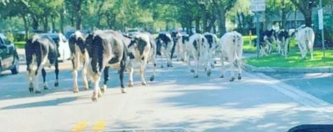 ¡Insólito! Rebaño de vacas interrumpió el tráfico en Miami Lakes