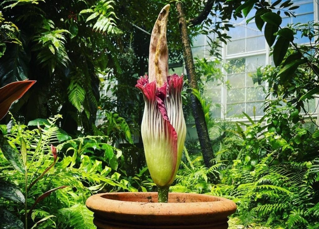 Titan Arum, la flor más apestosa del Fairchild Garden en Miami