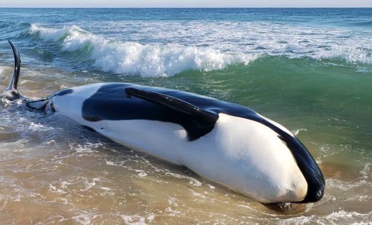 Caso Orca de Palm Coast: Expertos revelan causa de su muerte