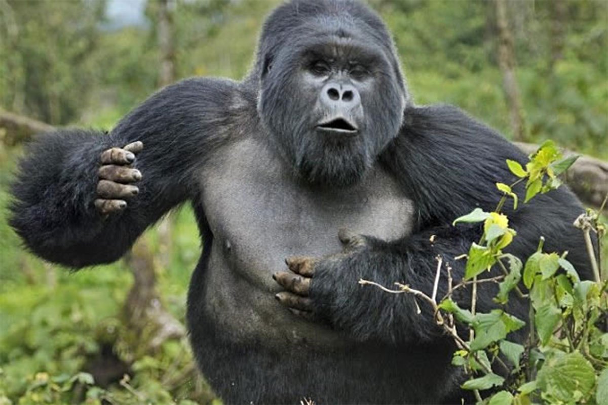 Sepa por qué los gorilas se dan en el pecho (+Video)