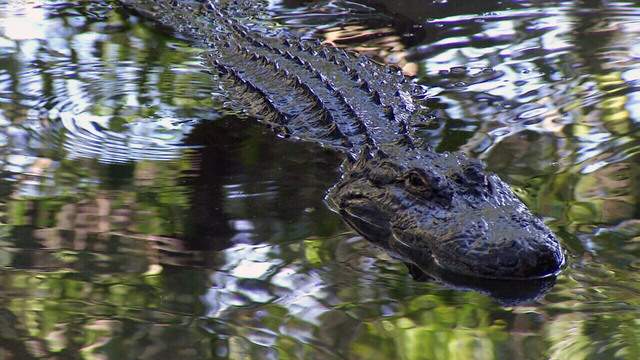 Gigantesco caimán se roba la presa de los cazadores en Florida y se hace viral (VIDEO)