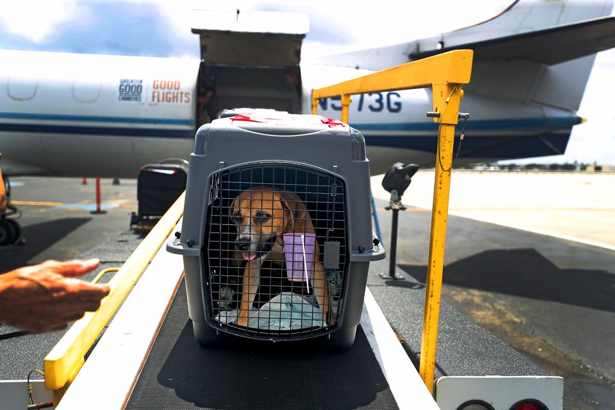 Más de 80 perros y gatos de Luisiana fueron trasladados al sur de Florida