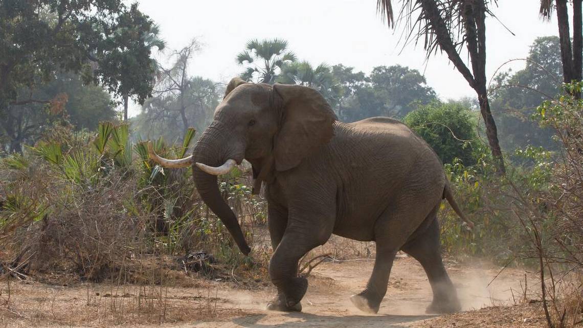 Muere turista atacado por elefanta en Zimbabue