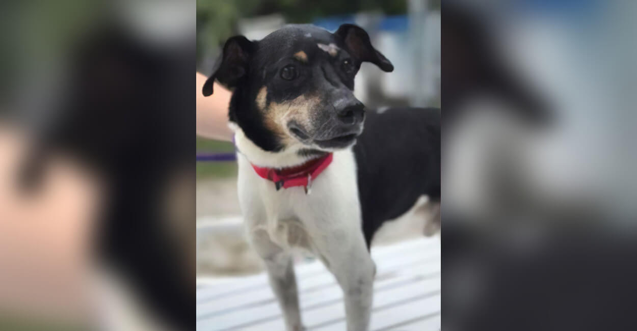 Zippy, el perro héroe de Florida que sacrificó su vida para salvar a su familia de un incendio