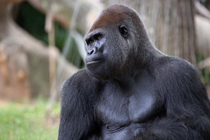 Gorilas del Zoo Atlanta tienen Covid-19 y reciben tratamiento