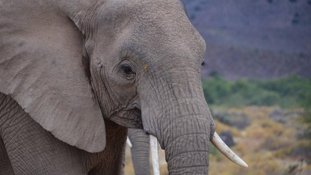 Elefante del Zoológico de Miami murió tras enfrentamiento con otro