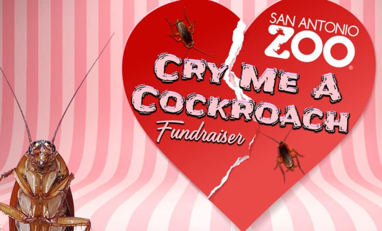 Zoo de Texas pone nombre de tu ex a una cucaracha por San Valentín
