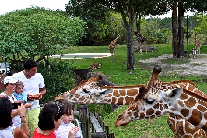 Zoológico de Miami tuvo un  incremento de visitas extraordinario en menos de un año