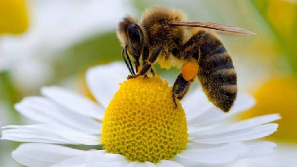 ¡Gran descubrimiento! Veneno de abeja destruye células cancerígenas en una hora