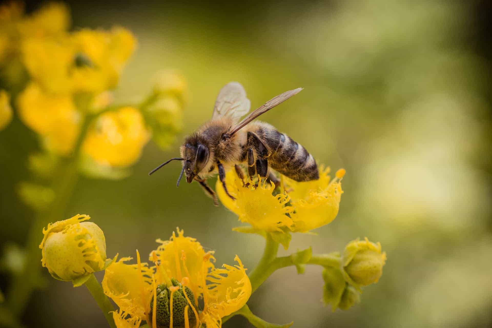¡Trágico! Millones de abejas murieron transportadas por Delta Airlines