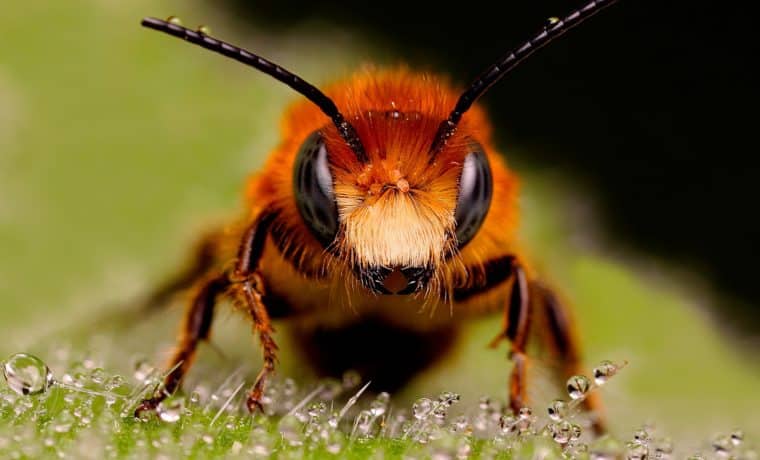 La mala suerte existe: fue atacado por abejas africanas, tras chocar su auto