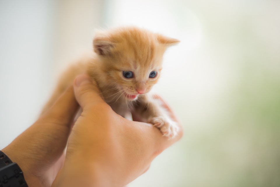 Defensores de animales piden voluntarios para adoptar gatos en Florida