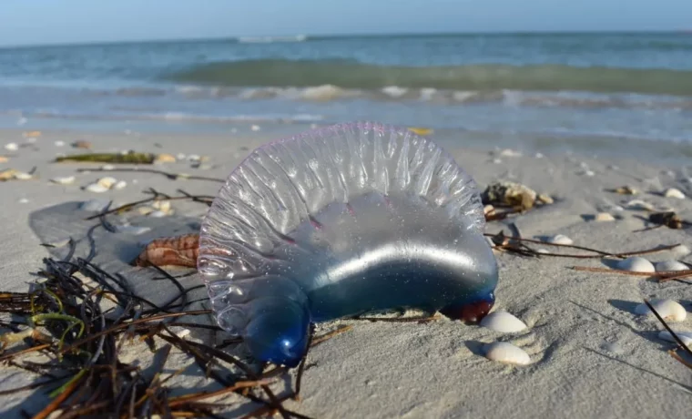 Alerta en playas del Sur de Florida: agua malas ponen en peligro a bañistas