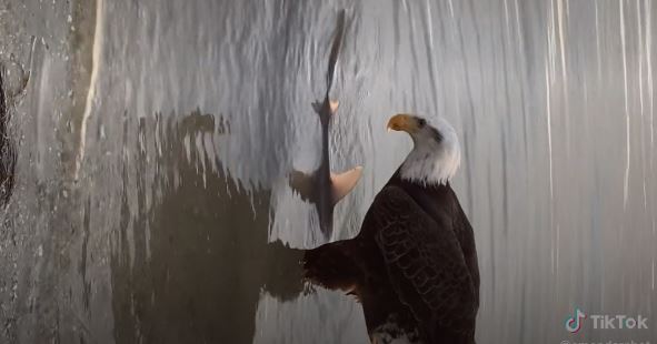 Insólito momento cuando un águila calva arrebata un tiburón a pescador en Florida