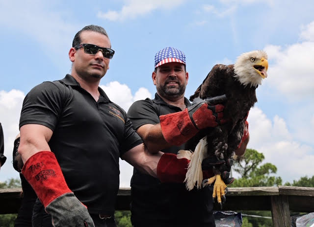 Dos Águilas Calvas fueron liberadas a su medio ambiente el 4 de Julio