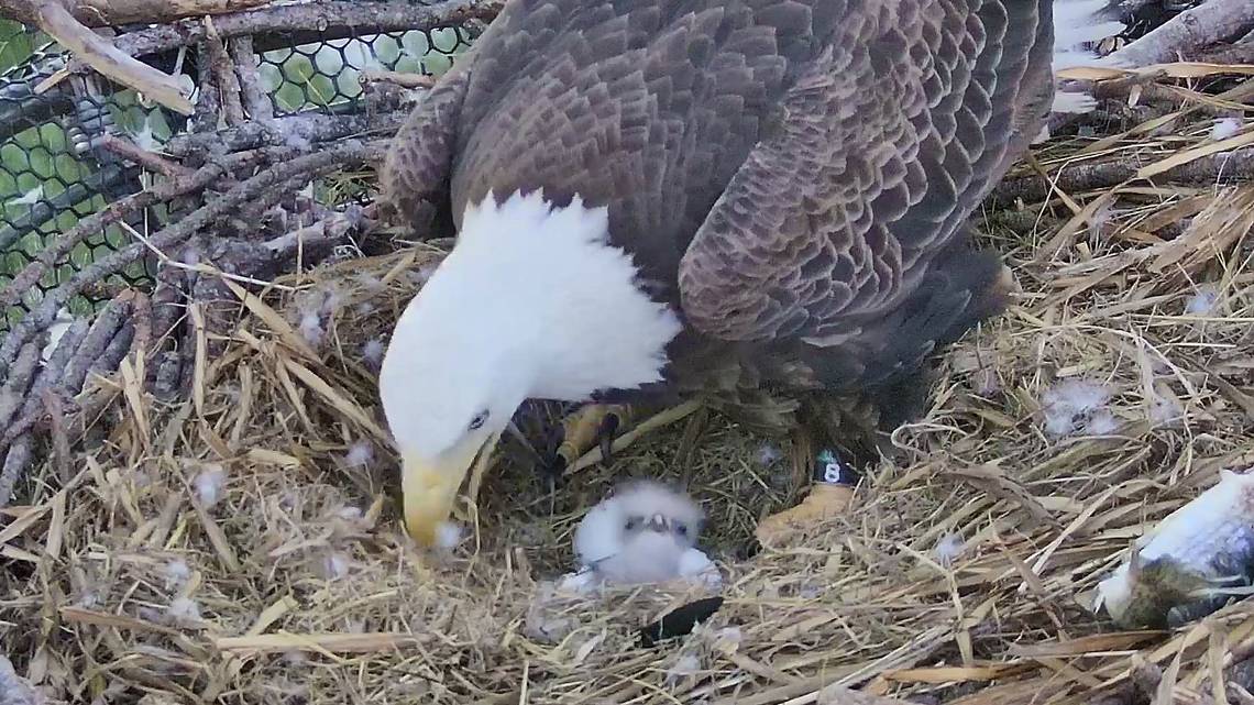 Exitosa fue la incubación de huevos de águilas calvas en un nido en Miami-Dade