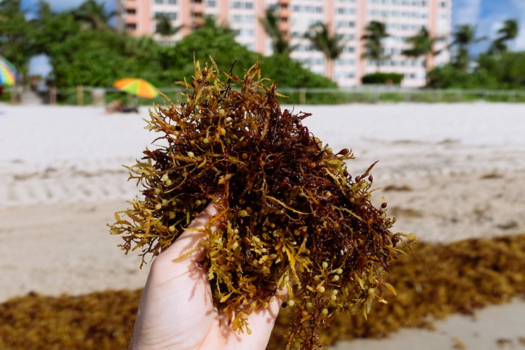 Eliminar sargazo de playas de Miami Dade costará 45 millones de dólares anuales