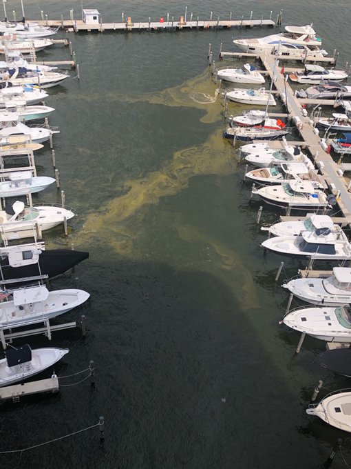 Científicos afirman que algas en la Bahía de Biscayne no son tóxicas