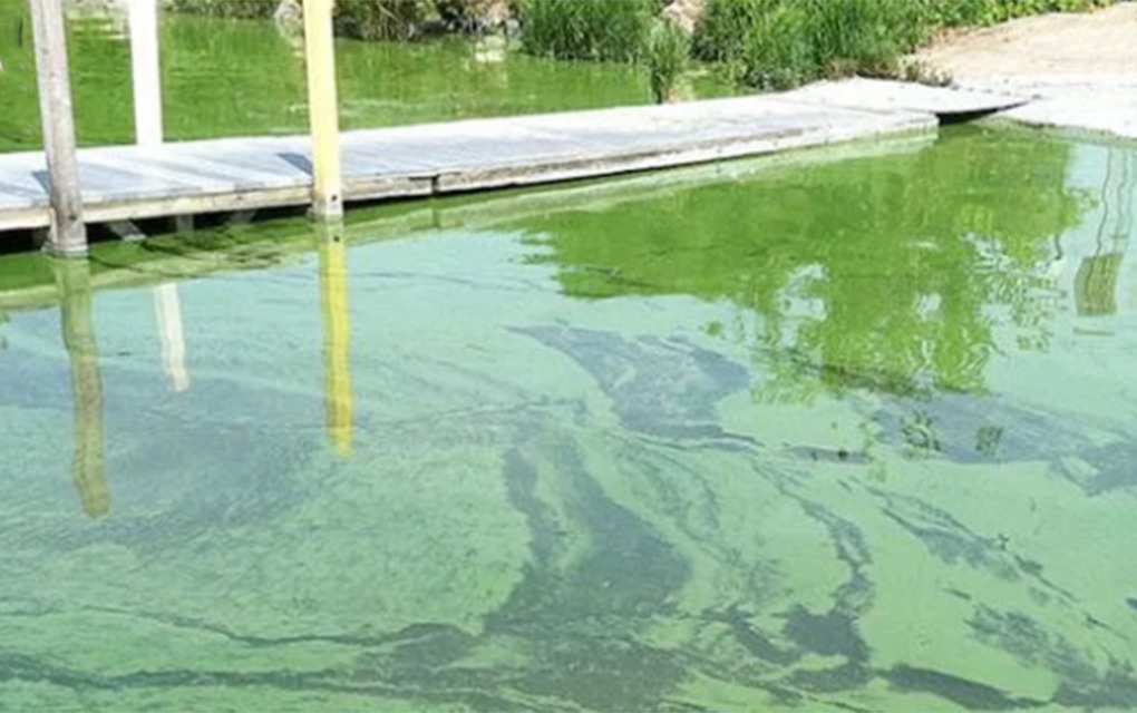 Alerta sanitaria por toxinas de algas verde-azules nocivas en Florida