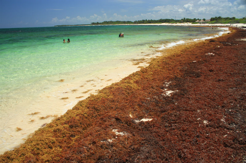 El Caribe devastado por alfombras de algas asfixiantes