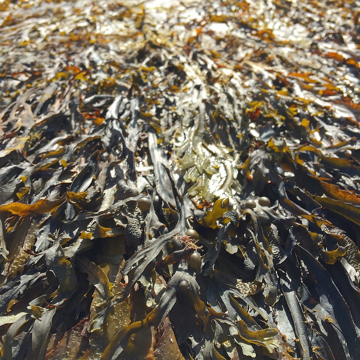 Advierten que algas marinas presentes en costa sur de Florida emiten una sustancia química tóxica