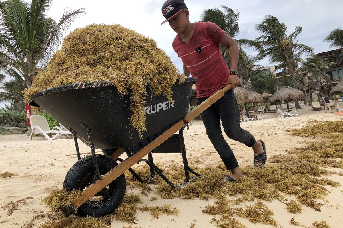 Inicia operativo de limpieza masiva de algas marinas de Sargassum en Miami Beach