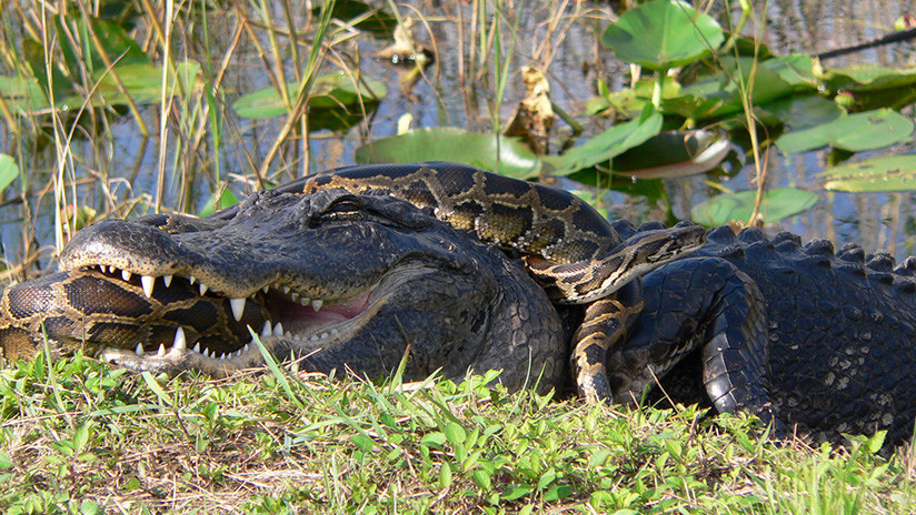Aligátor devoró a una pitón de tres metros en Florida (Video)