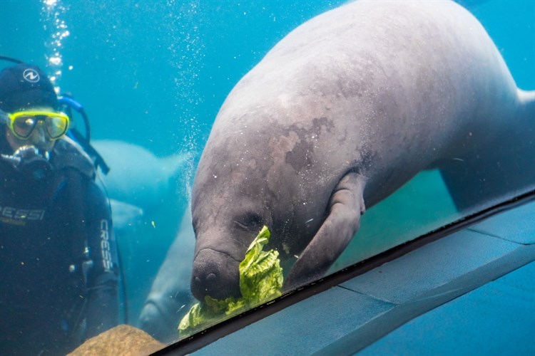 Alimentar a los manatíes es ilegal en la Florida