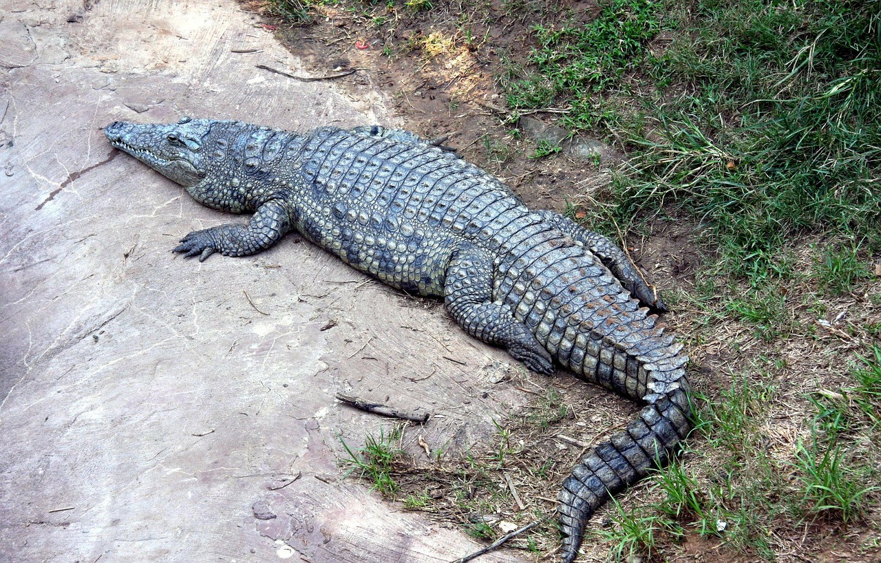 Solo en Florida: Mira quién visitó a una familia durante la cena en Thanksgiving…¡Un cocodrilo!