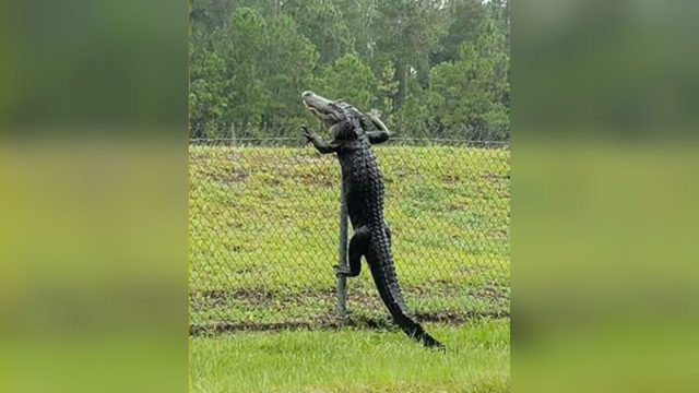 Un caimán fue captado mientras escalaba una reja hacia la Naval Air Station de Jacksonville