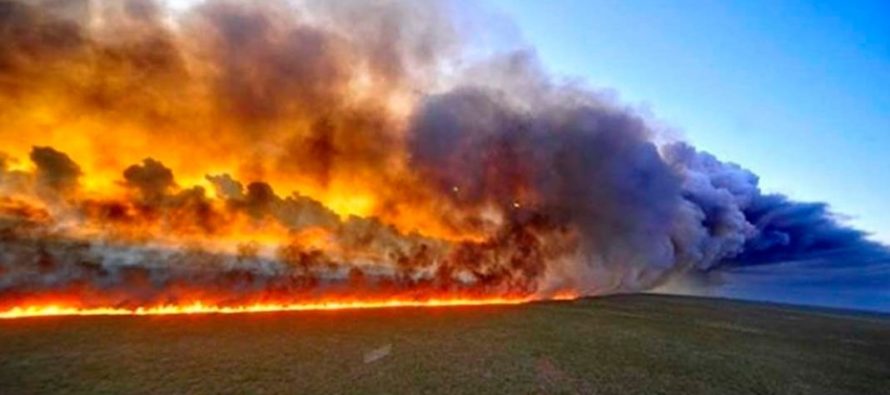 Por el incendio en la Amazonia, diversas ONG llaman a cambiar paradigmas 