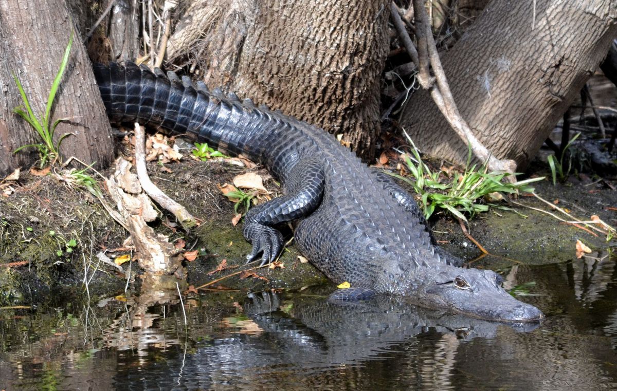 Caimán se devora a una serpiente de 3 metros en los Everglades Florida [VIDEO]