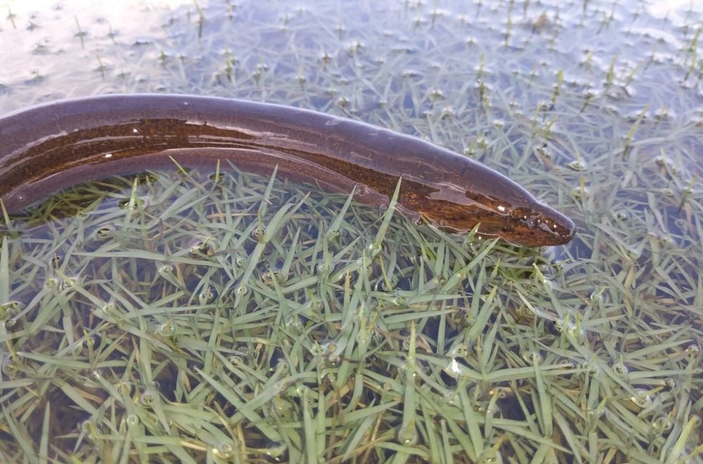 Anguilas de pantano, la especie que amenaza el ecosistema de Everglades