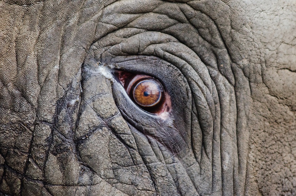 ¡Cuidado! Un elefante se salió de control e invadió una localidad china
