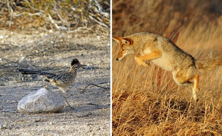 Así se ve una persecución entre un coyote y un correcaminos en la vida real, no imaginarás el resultado (VIDEO)