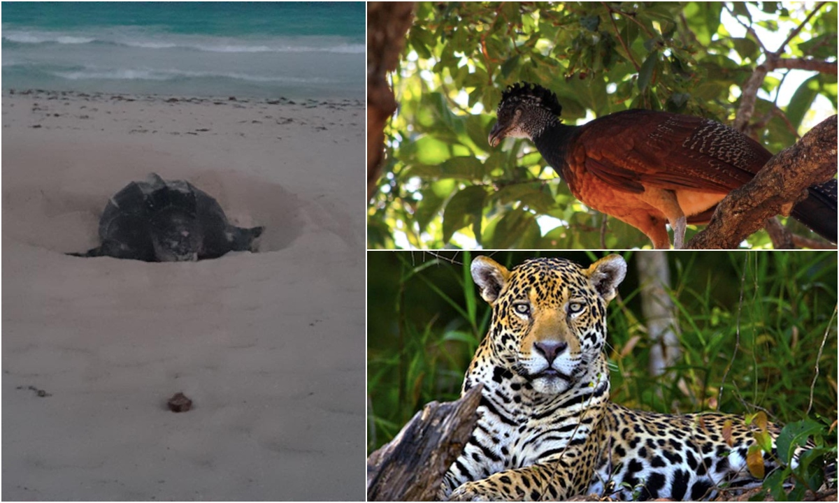Desde jaguares a cocodrilos: Avistan animales en peligro de extinción en México durante la cuarentena por coronavirus