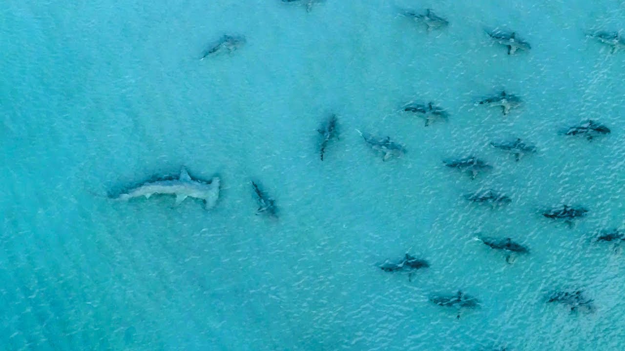 ¡Invitado especial! Cumpleañera fue sorprendida por un tiburón ballena en Florida (video)