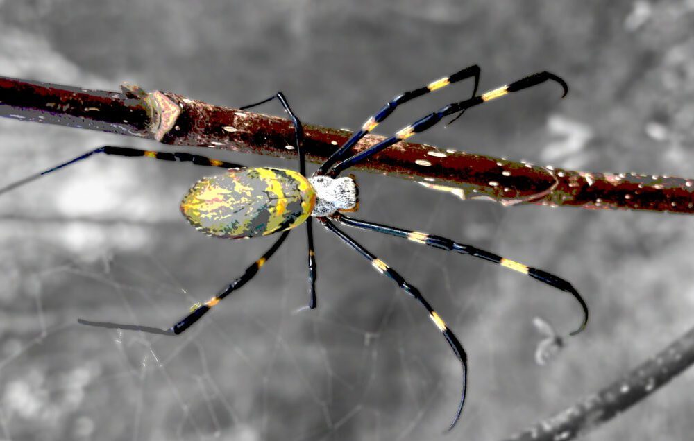Arañas invasoras con potente veneno están tejiendo su camino hacia Florida