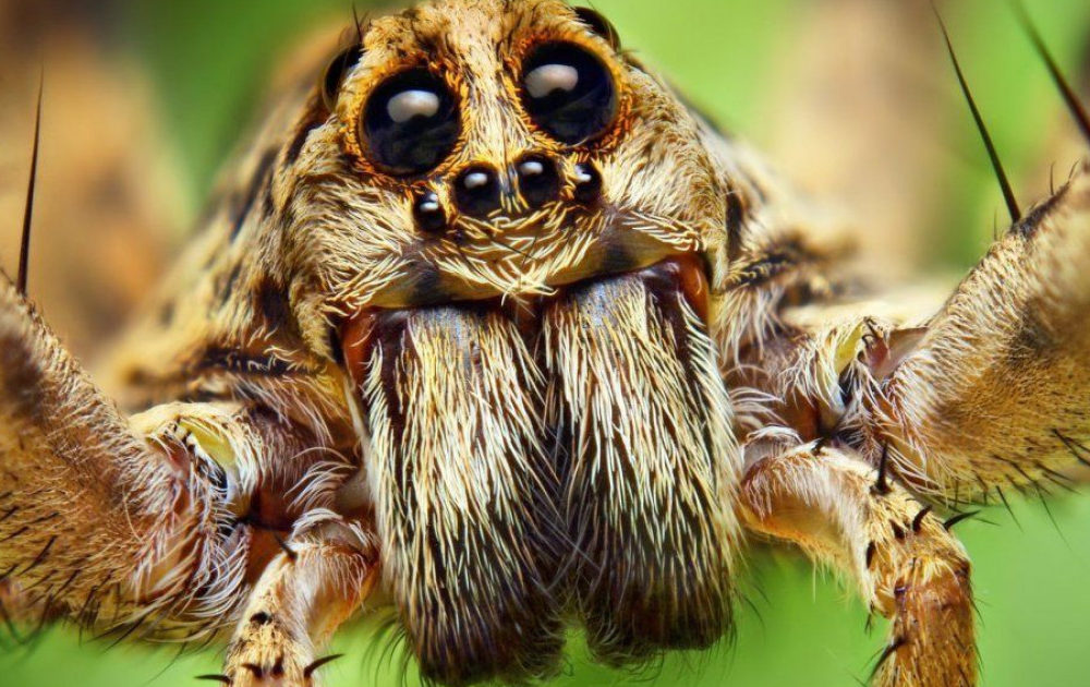 Mortal araña que causa erección en hombres, escapó en un supermercado
