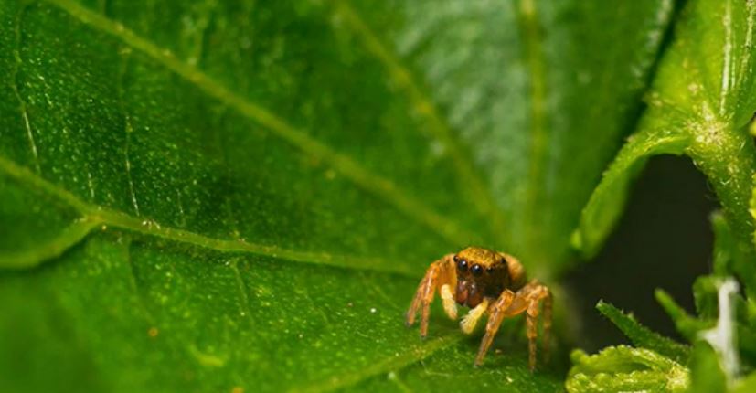 ¡Imperdible! Museo de Florida celebra evento de las arañas saltarinas
