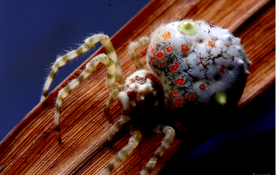 Publicó una foto de una peculiar araña con forma de sushi y causó furor en las redes sociales