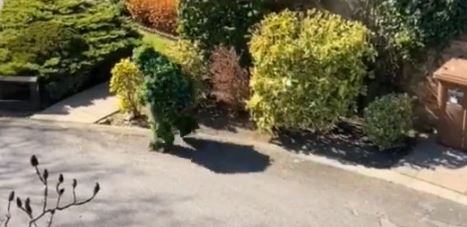 ¡Insólito! Hombre se disfrazó de árbol para poder salir durante la cuarentena (Video)